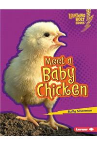 Meet a Baby Chicken