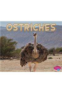 Ostriches