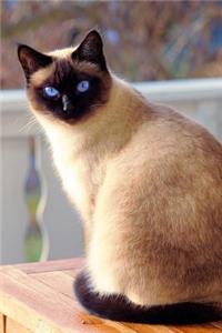 Say Hello to the Siamese Cat Journal