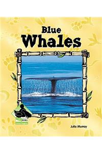 Blue Whales