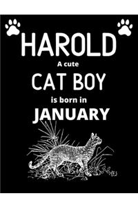 HAROLD a cute cat boy is born in January