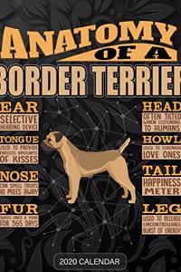 Anatomy Of A Border Terrier