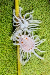 Mealybugs Journal