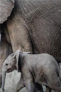Elephant Notebook - Journal Gift for Cute Animal Lovers