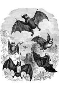 Vintage Halloween Bat Sketch School Composition Book 130 Pages