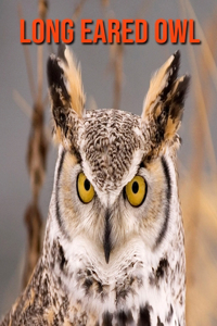 Long Eared Owl