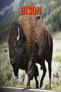 Bison