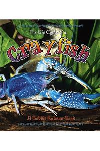 Life Cycle of a Crayfish
