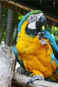 Macaw Journal