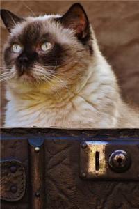 British Shorthair Cat Sitting in an Antique Leather Suitcase Journal
