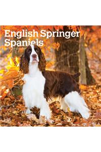 English Springer Spaniels 2021 Square