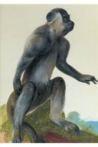 Carnet Ligné, Macaque