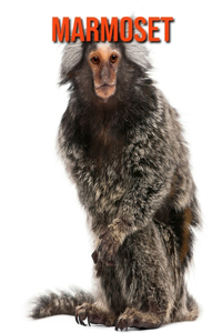 Marmoset