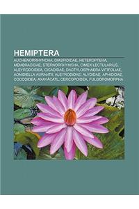 Hemiptera