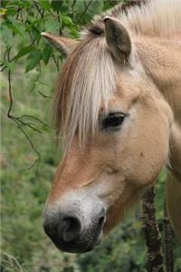 The Norwegian Fjord Horse Journal