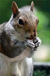 Squirrel Eating an Acorn Animal Journal