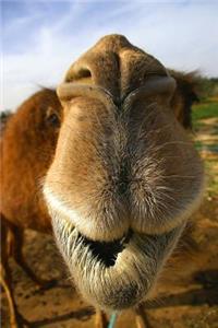 Camel Wants a Kiss Journal