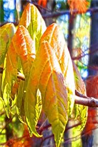 Sunlight Pretty Spring Leaves Journal