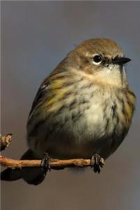 Yellow-Rumped Warbler (Dendroica Coronata) Bird Journal