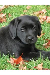 Black Labrador Puppy Calendar Notebook