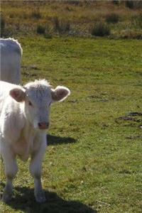 Cows Notebook