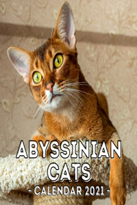 Abyssinian Cats