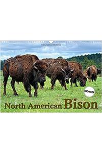 North American Bison 2018