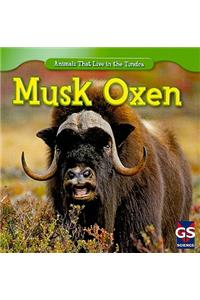 Musk Oxen