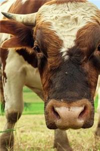 Bull Animal Journal