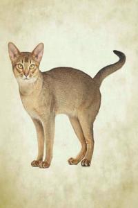 Abyssinian
