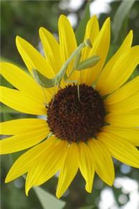 Mantis on a Flower Journal