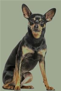 German Pinscher