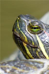 A Close-Up of a Turtle Portrait Journal