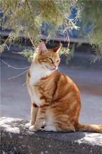 Captivating Orange and White Cat on a Wall Journal