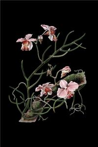 Meine Orchideensammlung