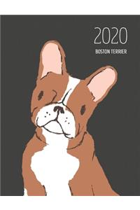 2020 Boston Terrier