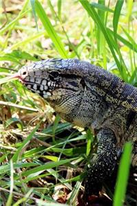 Gold Tegu Lizard Journal