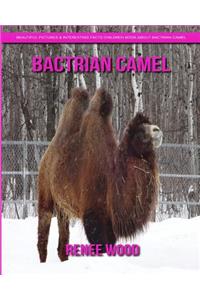 Bactrian camel