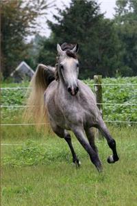 Arabian Horse Journal