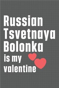 Russian Tsvetnaya Bolonka is my valentine