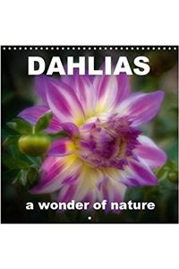 Dahlias a Wonder of Nature 2018