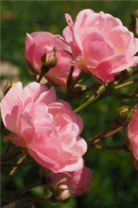 Oklahoma State Flower - Oklahoma Rose Journal