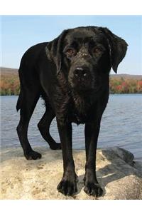 Black Labrador Notebook