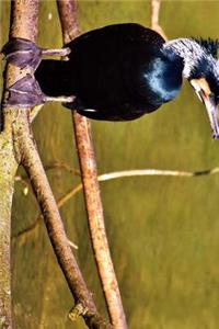 Cormorant Perched by the Water Journal