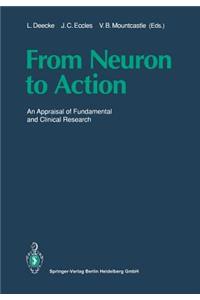 From Neuron to Action