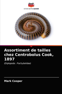 Assortiment de tailles chez Centrobolus Cook, 1897