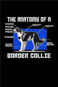 The Anatomy OF A Border Collie