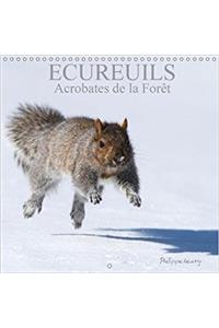 Ecureuils. Acrobates De La Foret 2018
