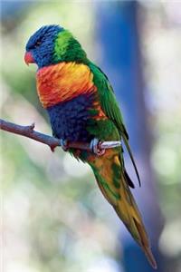 Rainbow Lorikeet vol.3 Notebook & Journal. Productivity Work Planner & Idea Notepad