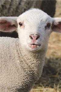 Curious Lamb Journal